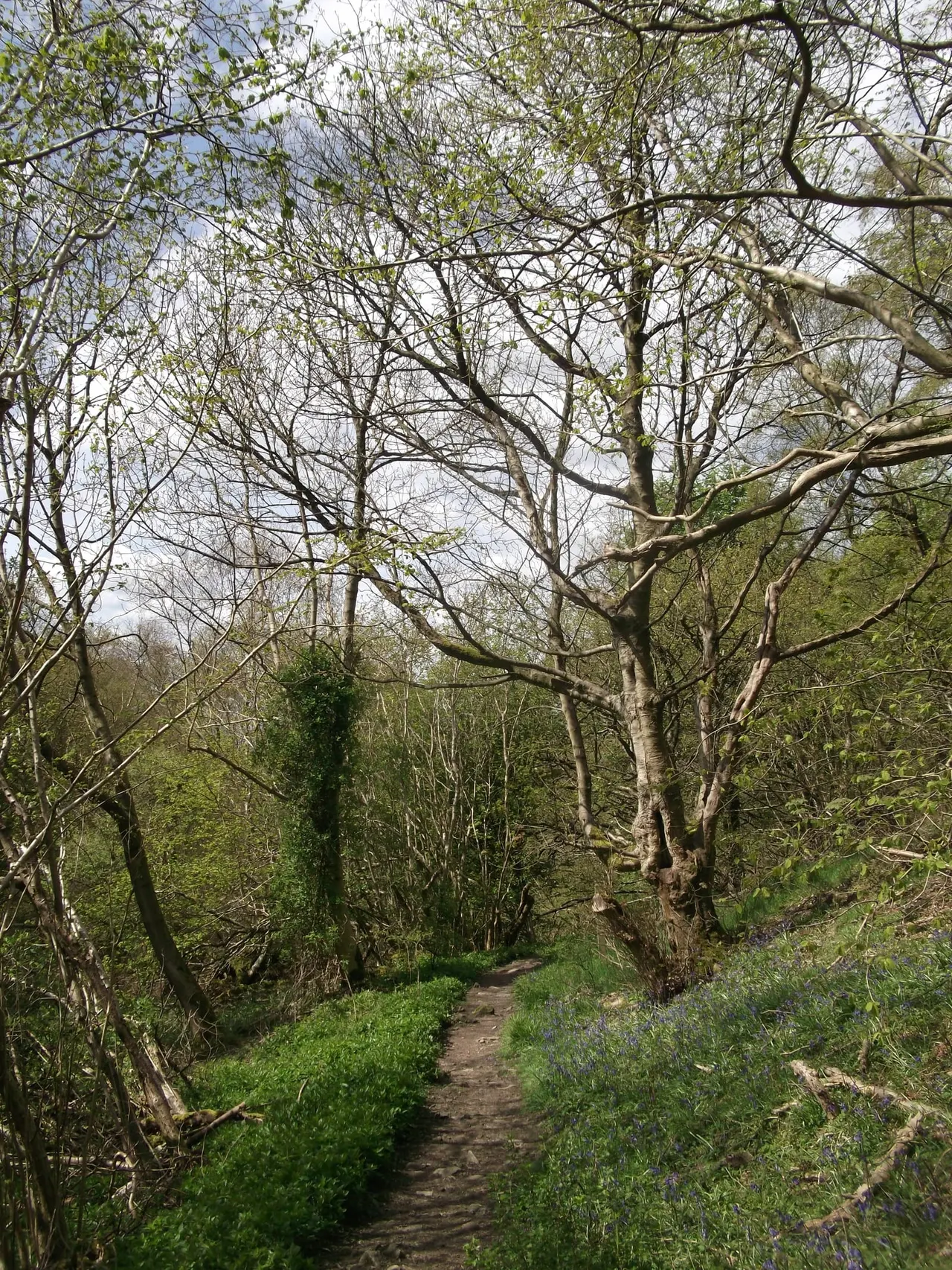 Woodland path lined with bare trees and spring bluebells on either side.