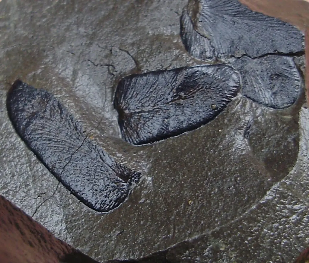 Fossilised trilobites embedded in grey rock.