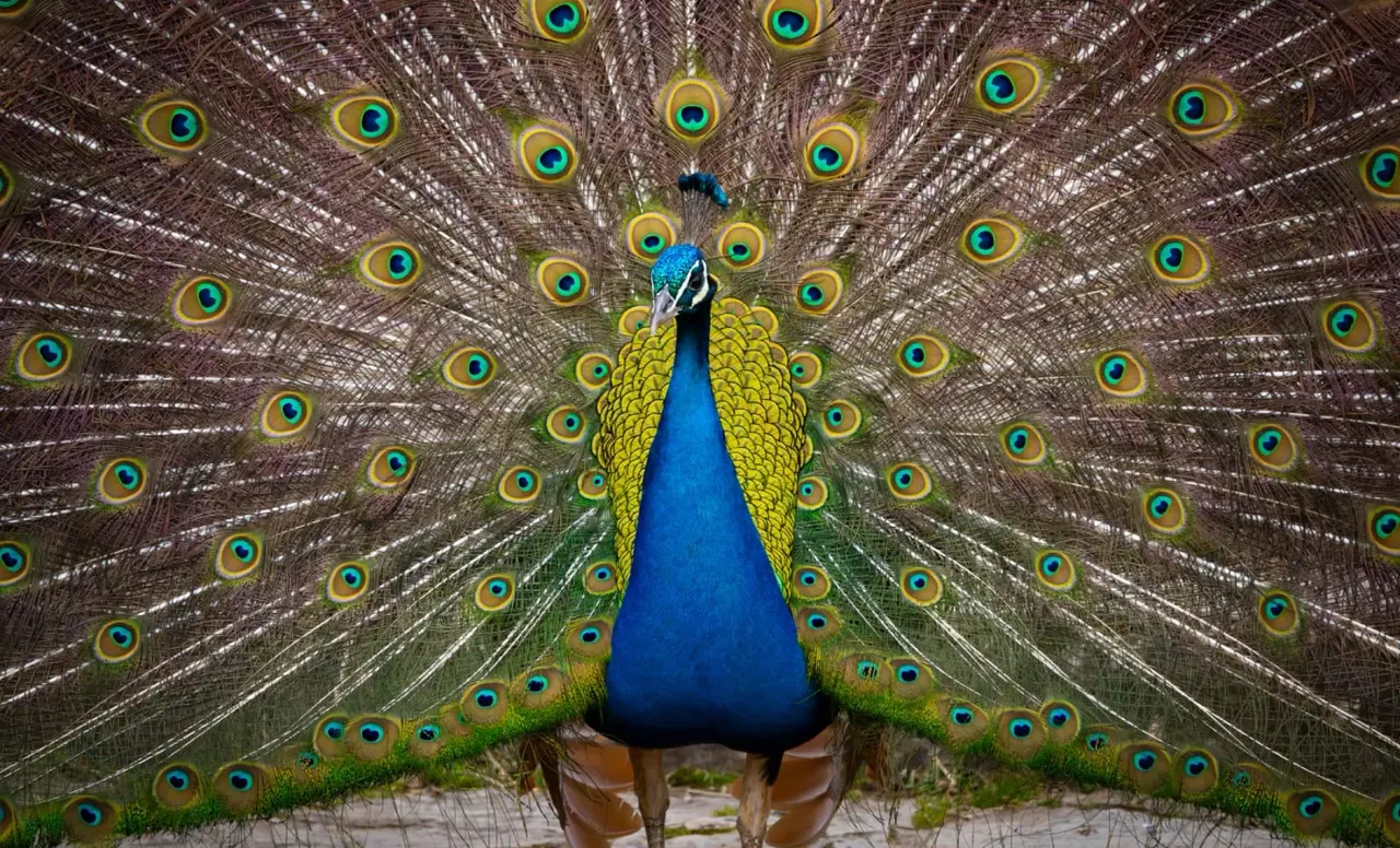 A peacock displaying its fully fanned tail feathers, showcasing vibrant blue, green and gold plumage with distinctive eye-spot markings.