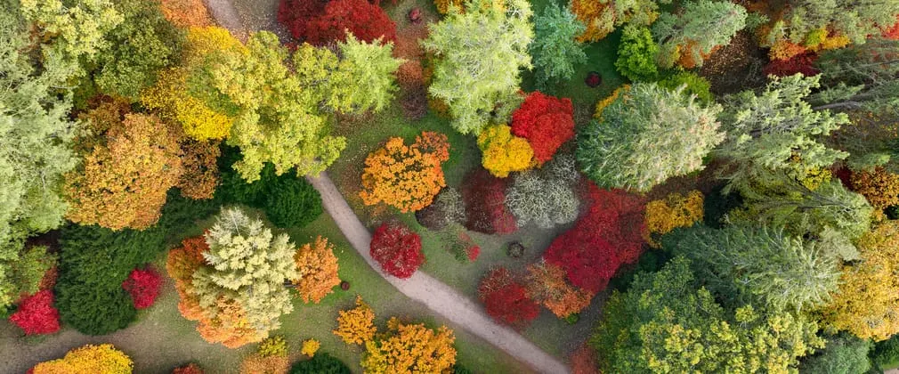 Aerial view of a woodland path winding through trees displaying autumn colours of red, orange, yellow and green foliage.