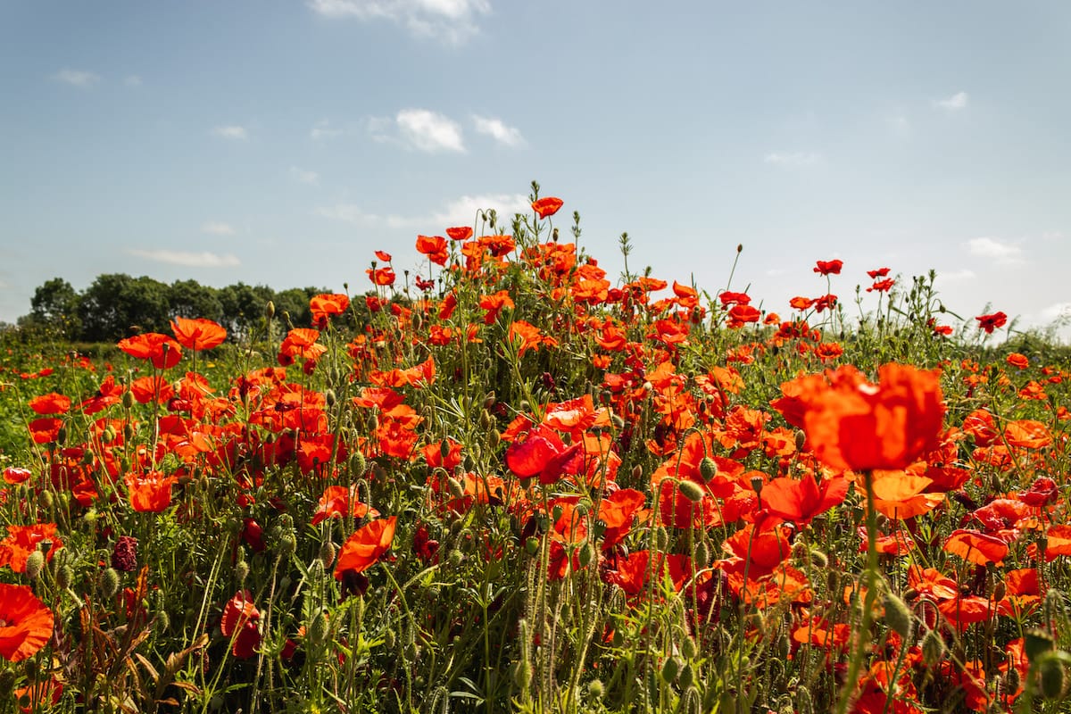 Naturescape Wildflower Farm