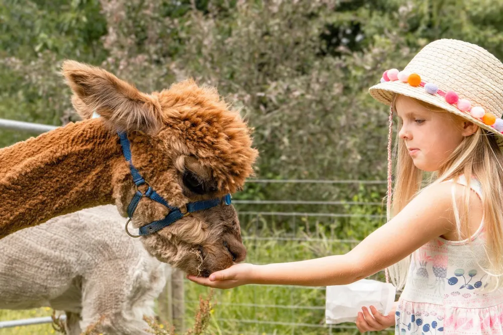 Young girl in a straw hat feeding an alpaca from her hand in a farm enclosure.