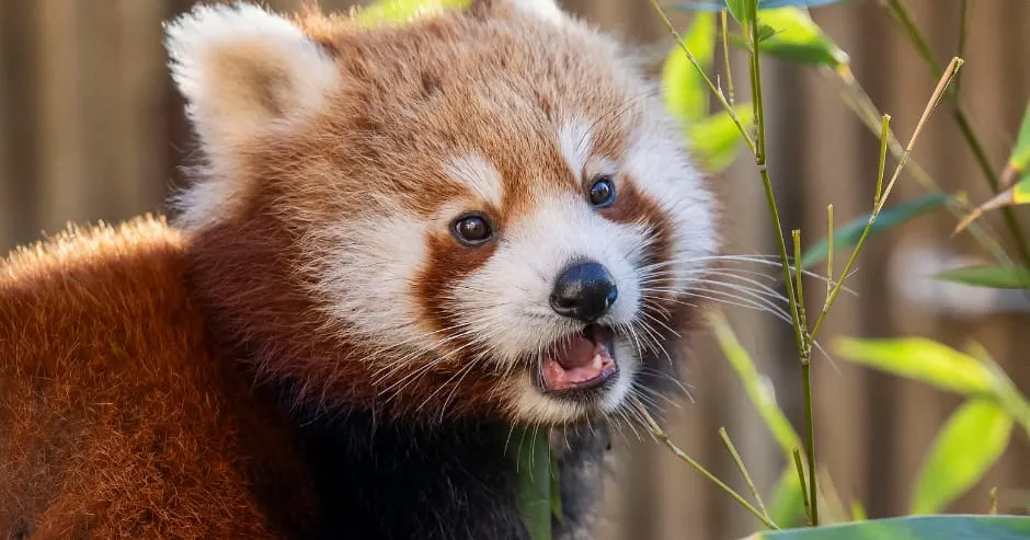 Red panda with mouth open, surrounded by green foliage and branches.