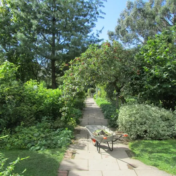 A wheelbarrow filled with garden waste on a paved path bordered by lush green shrubs and trees.
