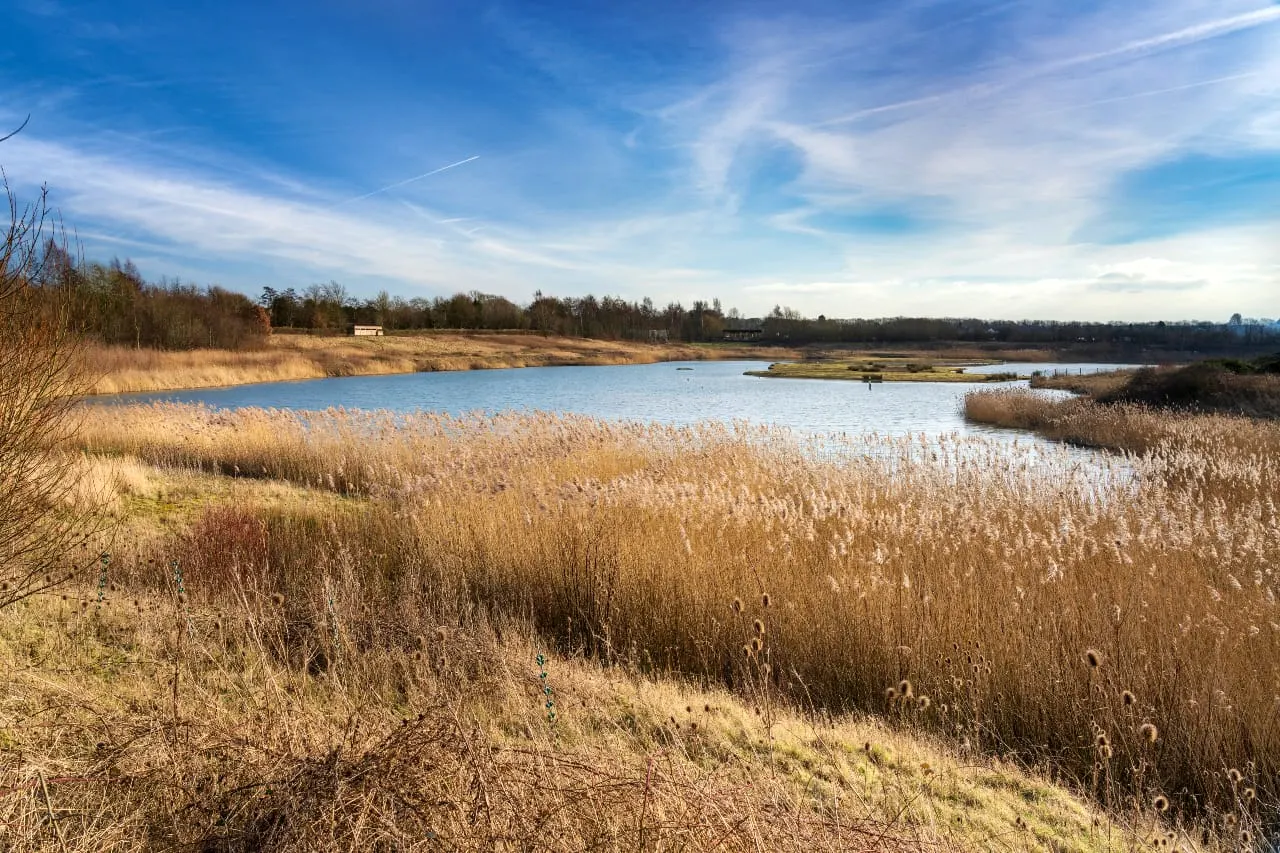 Wetland reserve with reed beds surrounding shallow water pools under blue sky with scattered clouds.