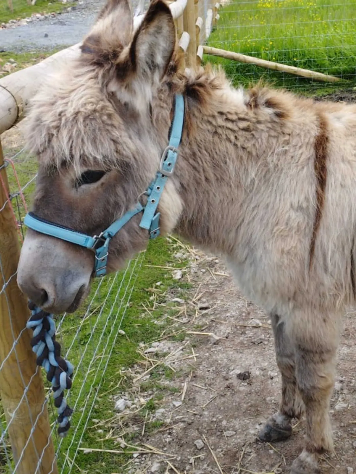 Two donkeys wearing blue halters stand together in a fenced enclosure with grass and a dirt path.