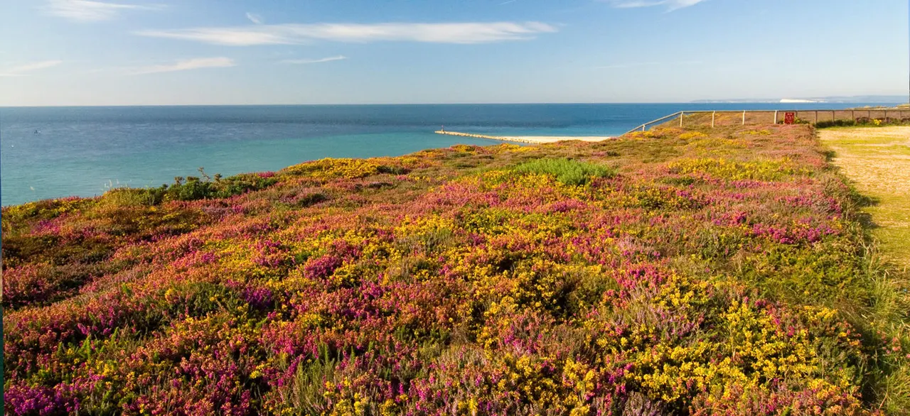 Clifftop wildflower meadow with pink and yellow flowers overlooking a turquoise sea and sandy beach.