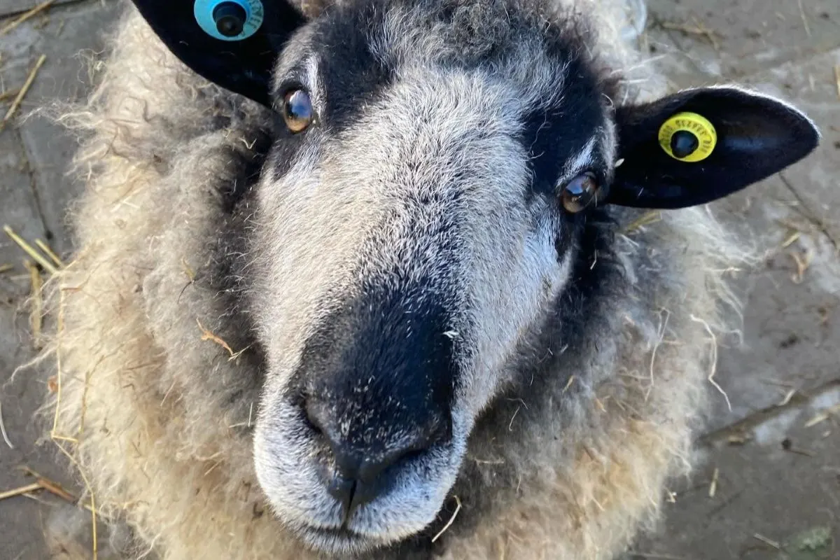 Close-up of a goat's face wearing coloured ear tags, looking directly at the camera.