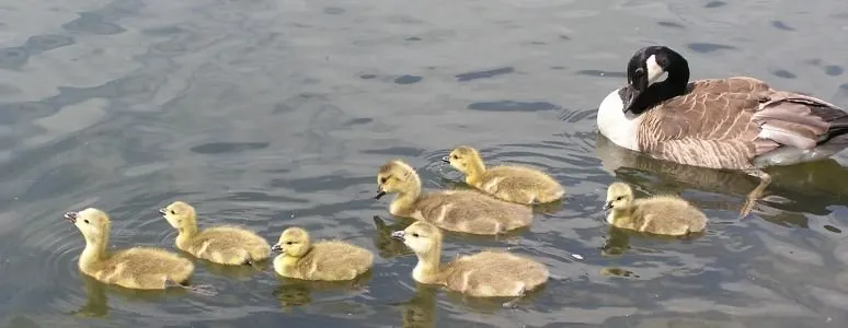 Adult goose swimming with a group of goslings in shallow water.