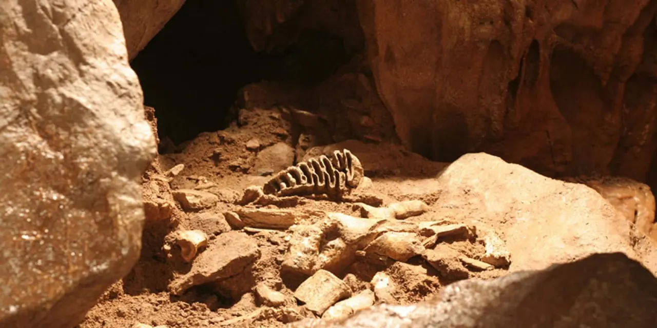 Animal bones and skeletal remains scattered on sandy cave floor surrounded by rocky walls.