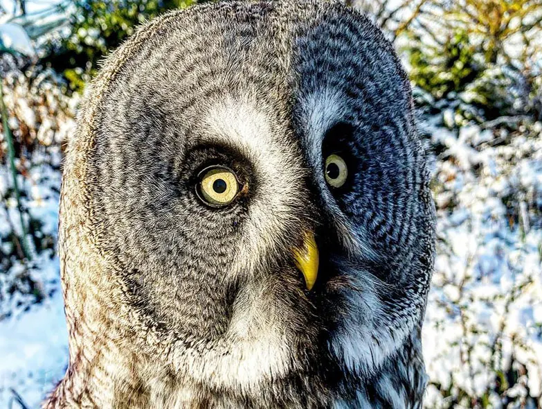 Close-up of a large owl's face with yellow eyes and snowy woodland background.