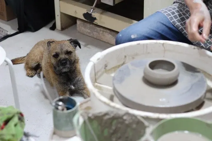 A dog stands indoors near ceramic bowls and pottery, with a person seated nearby.
