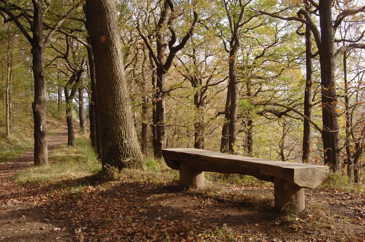 Woodland & Forest in Newcastle