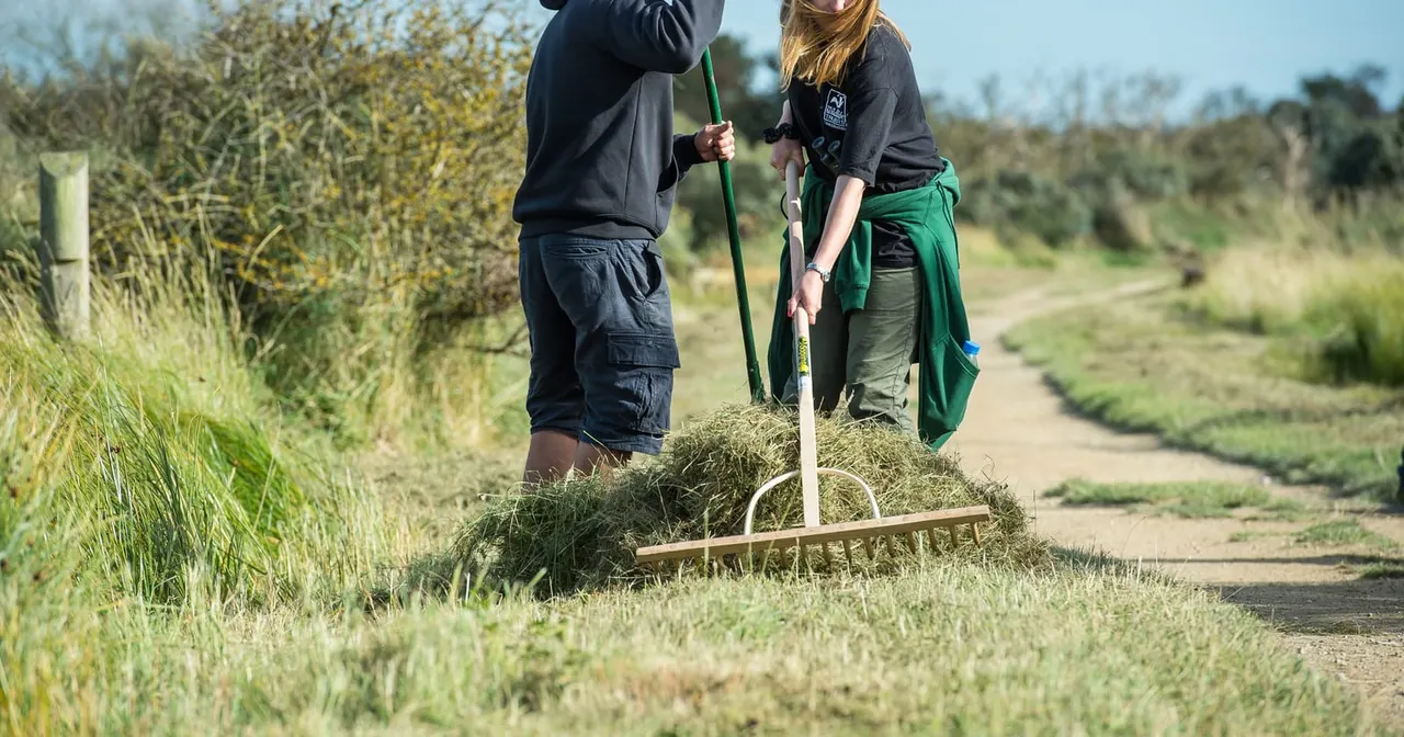 Two volunteers rake hay along a grassy marshland path on a sunny day.