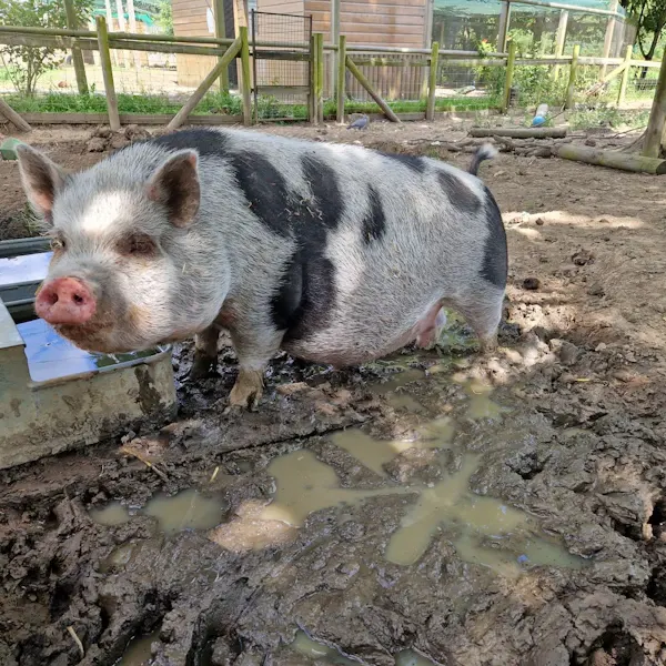 Pig with black and white markings standing in muddy enclosure next to water.