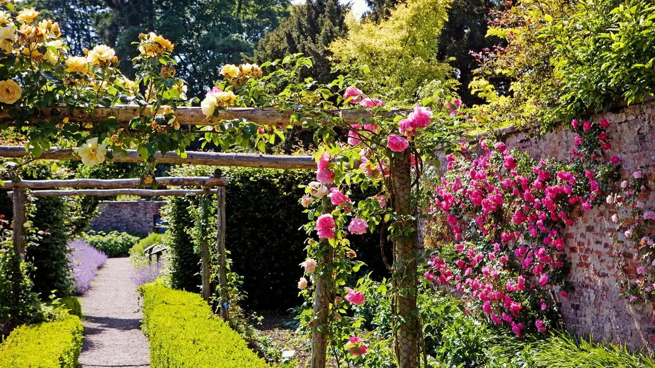 Formal garden path lined with wooden pergolas covered in yellow and pink roses, flanked by clipped hedging and brick walls.