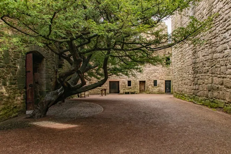 Courtyard of historic stone castle with gnarled tree and red door, surrounded by sturdy walls.