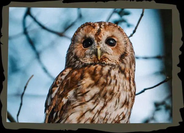 Brown owl perched on a bare branch against a blue sky.