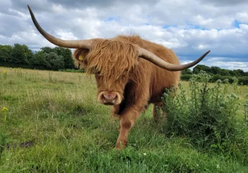 Long-horned highland cattle grazing in a green pasture under a cloudy sky.