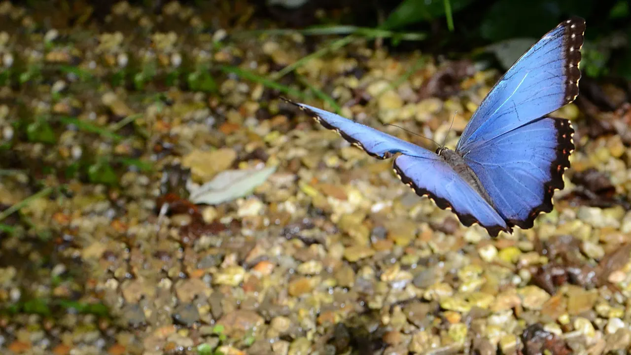 Bright blue butterfly with dark wing edges resting on gravelly ground with moss and vegetation.
