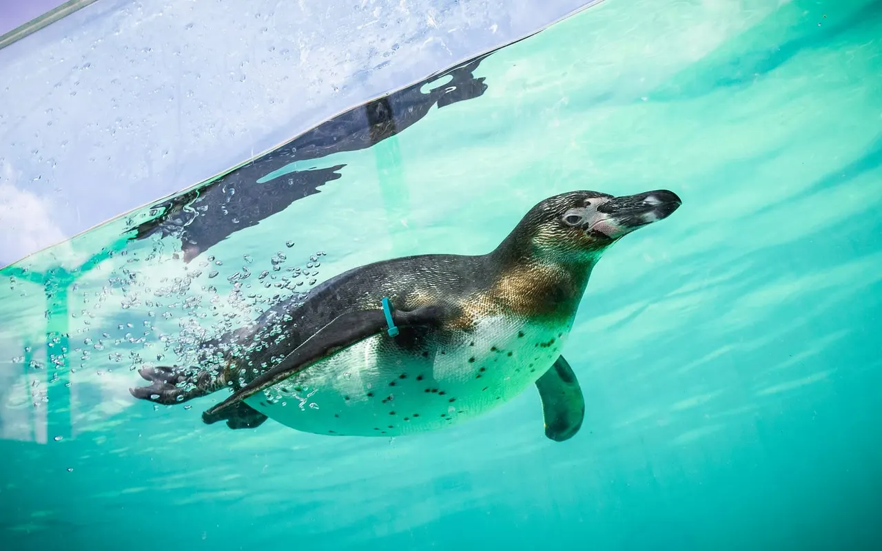 Humboldt penguin swimming underwater