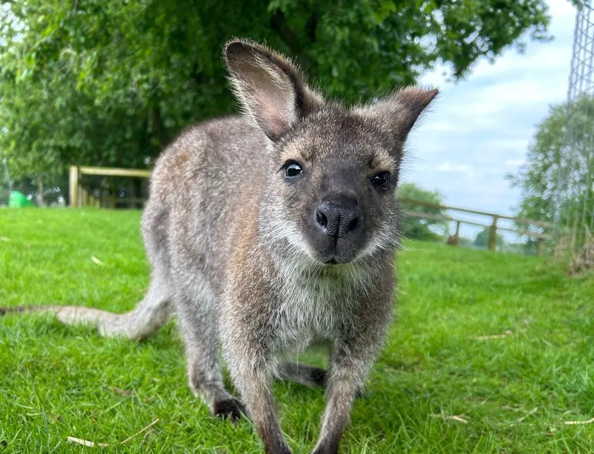 A wallaby on the grass right up at the camera in its paddock.