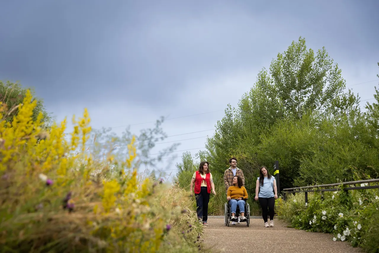 A group of four people walking along a paved path lined with yellow flowering shrubs and green trees, one person in a wheelchair.