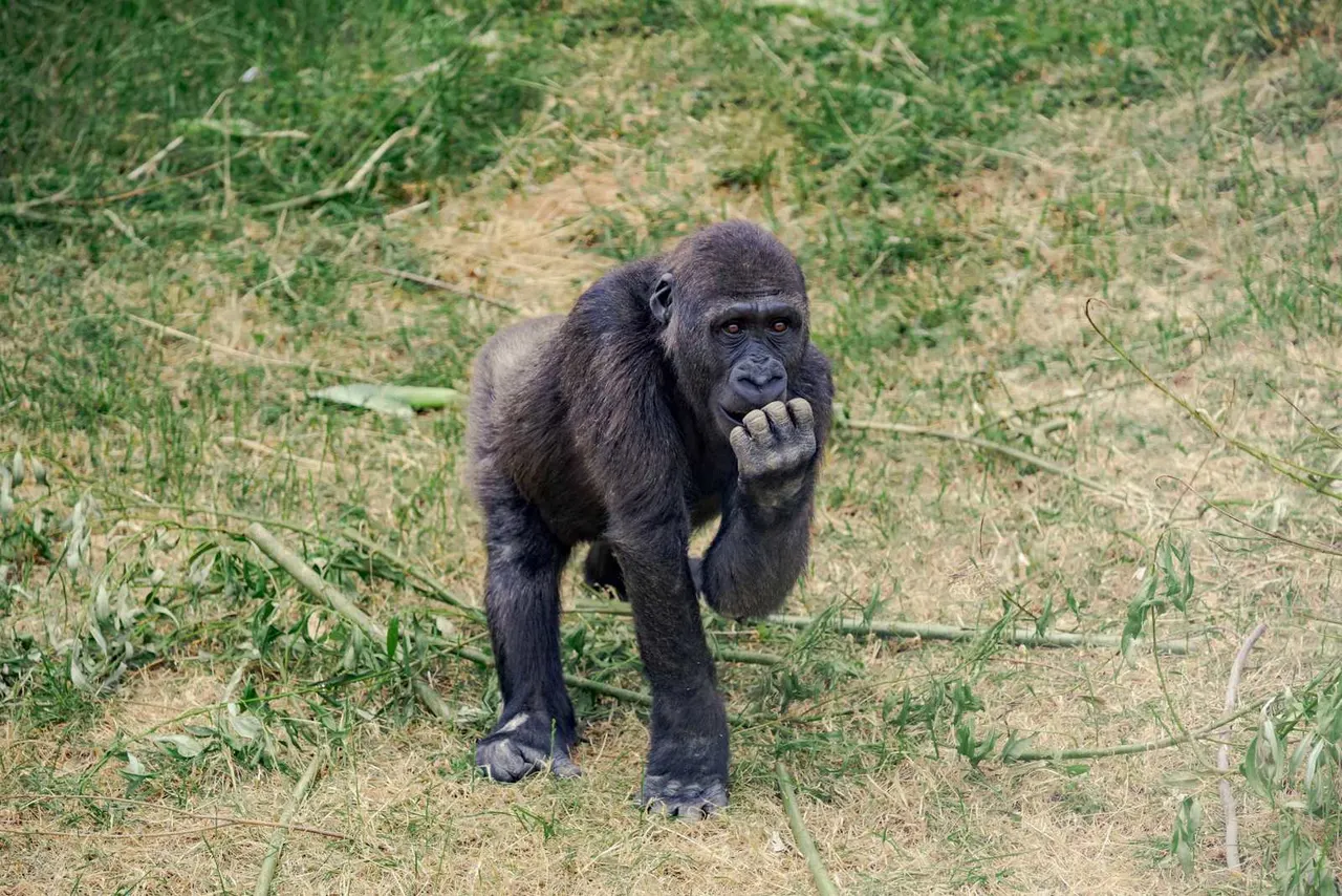 Gorilla at Twycross Zoo
