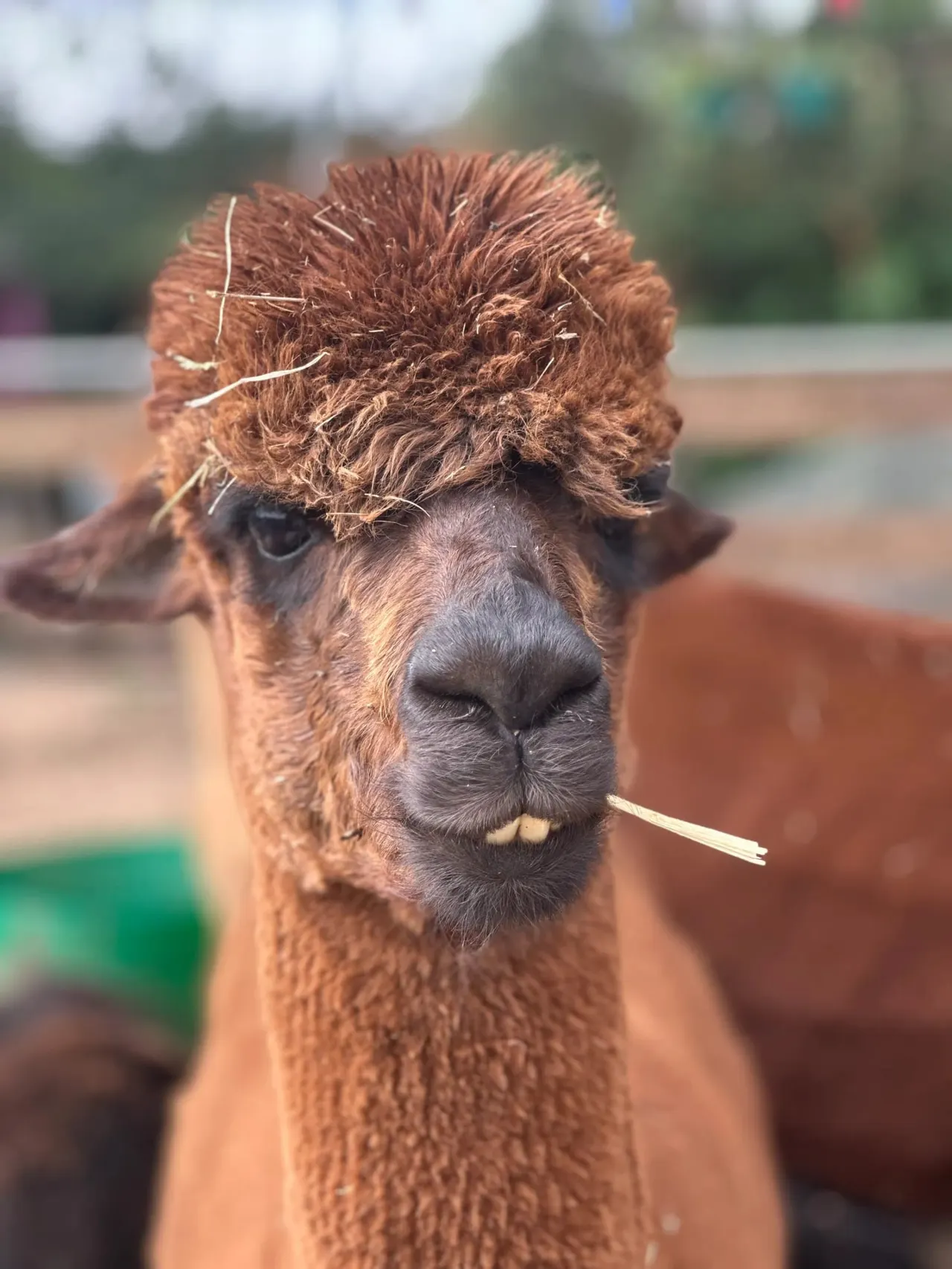 Close-up of a brown alpaca's head with straw in its mouth, looking towards the camera in a farm setting.