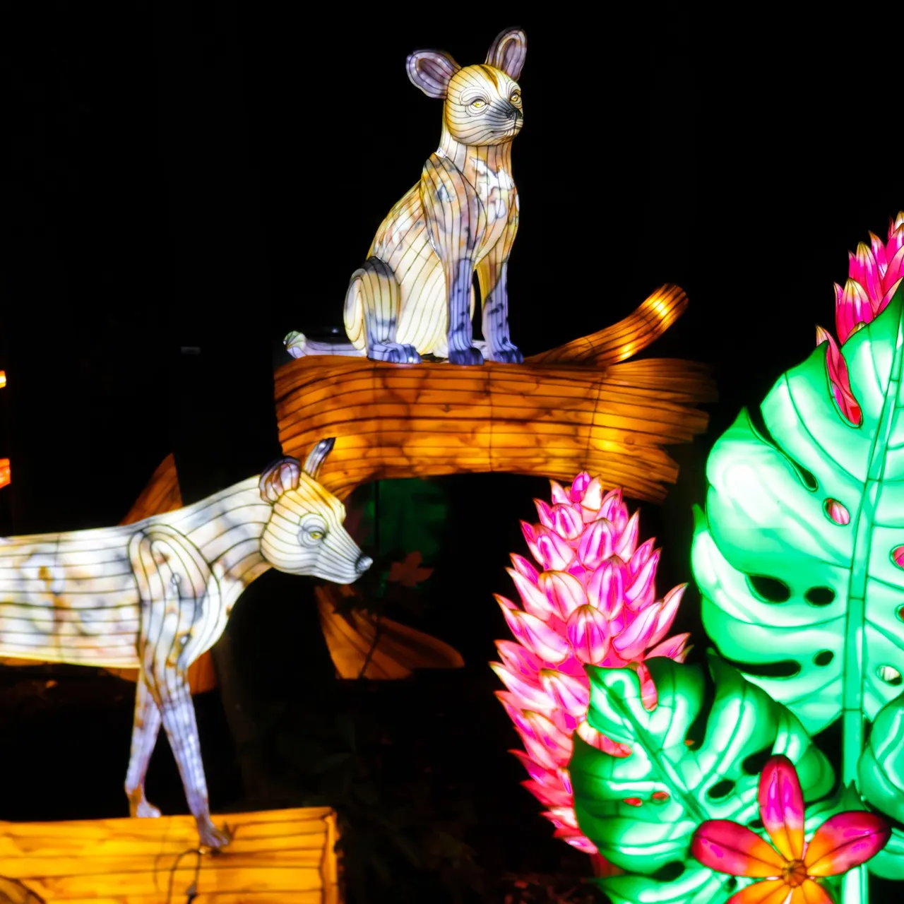 Illuminated lantern sculpture at Twycross Zoo Lanterns of the Wild trail