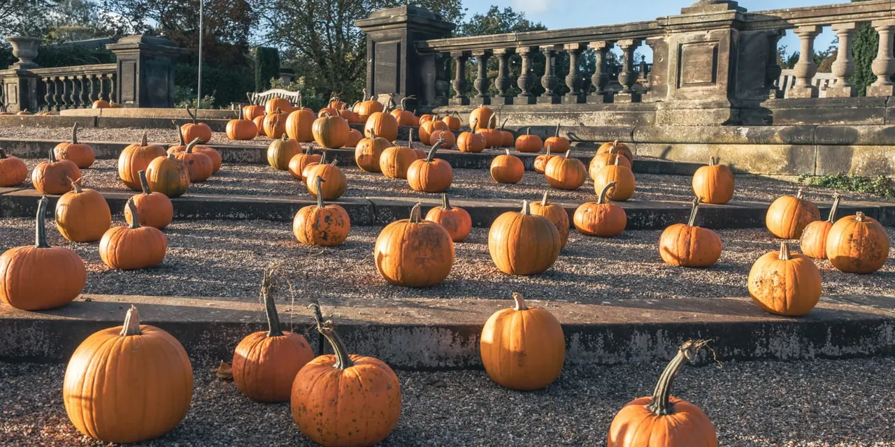 Orange pumpkins displayed on terraced ground in front of a grand stone balustrade and classical architecture.