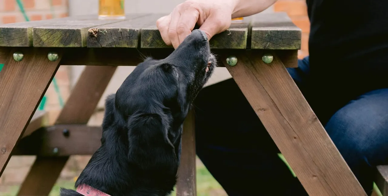 A person's hand feeds a black farm goat reaching up to a wooden feeding structure.
