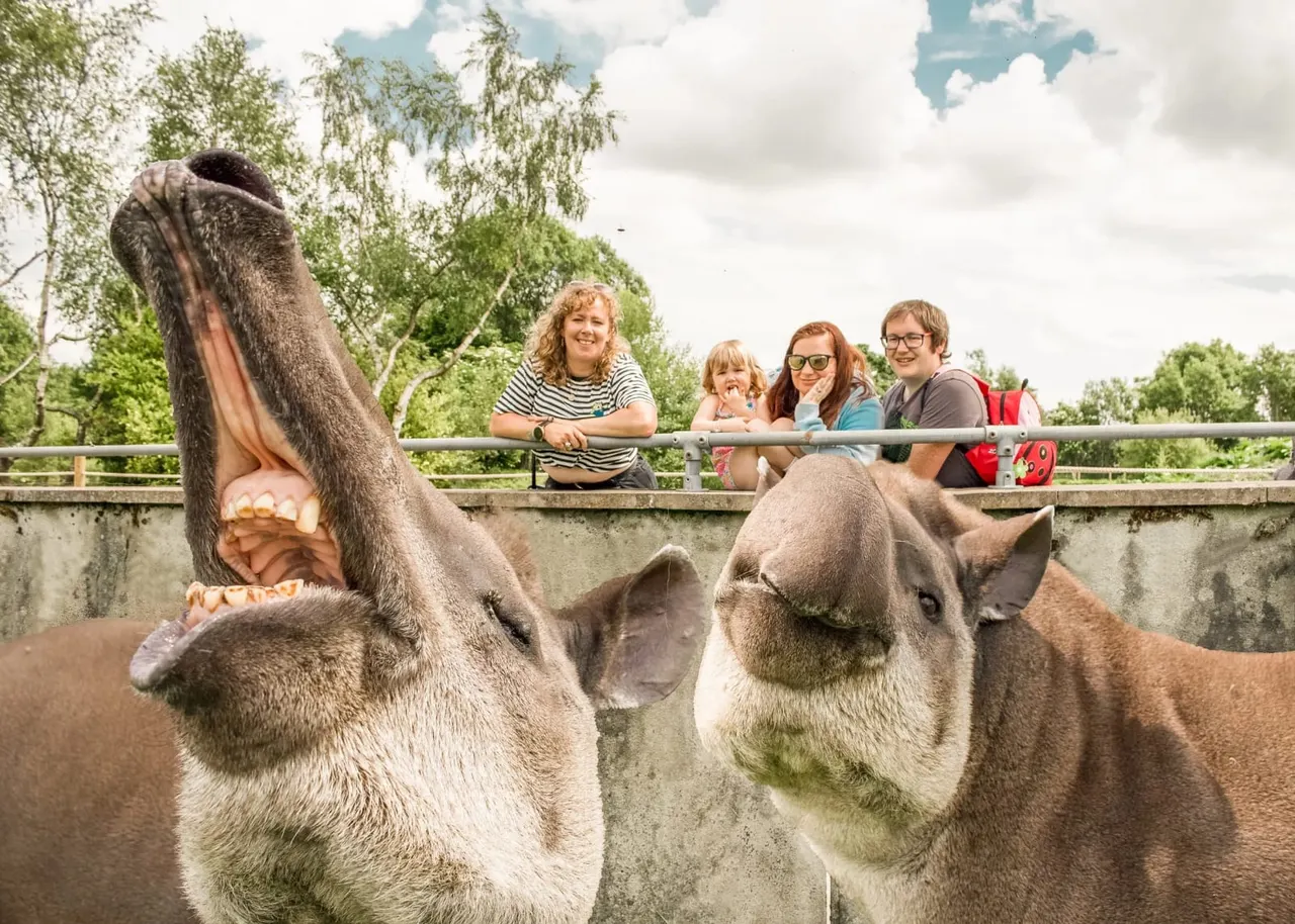 Tapirs at Peak Wildlife Park