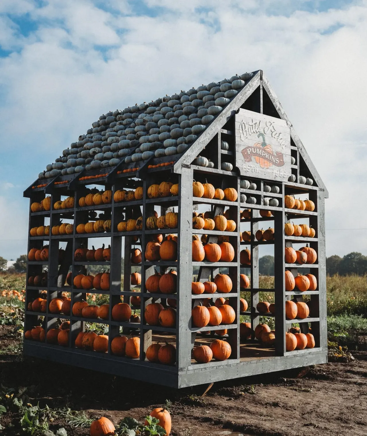 A house-shaped structure filled with orange pumpkins on shelves, situated in an open pumpkin field under blue sky.