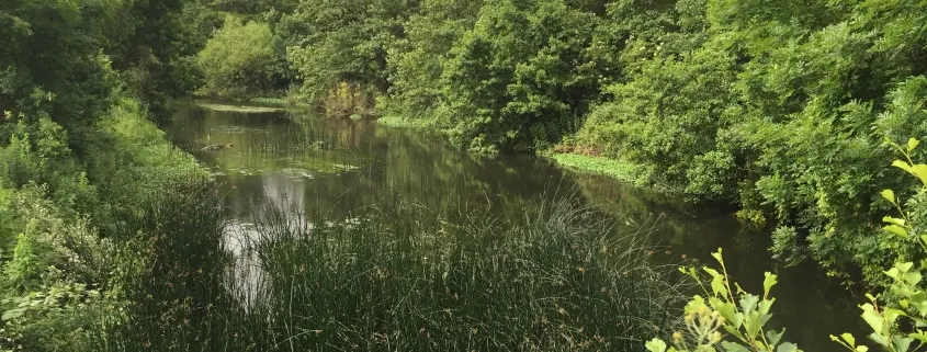 A calm river winds through dense green woodland and reeds under summer sunlight.