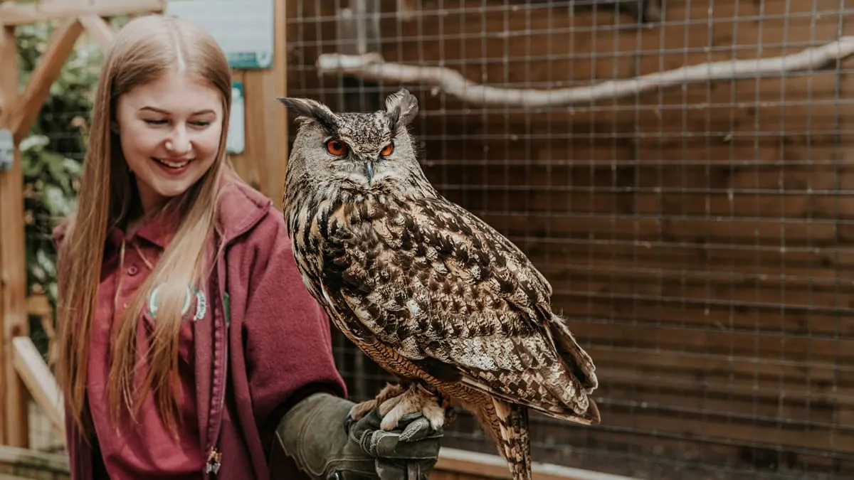 Young girl wearing a gloved hand perch holding an eagle owl with striking orange eyes in an outdoor enclosure.