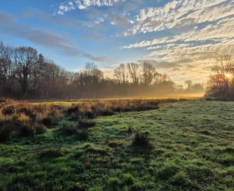 Sunrise over a frost-covered meadow with bare trees lining the horizon under a golden sky.