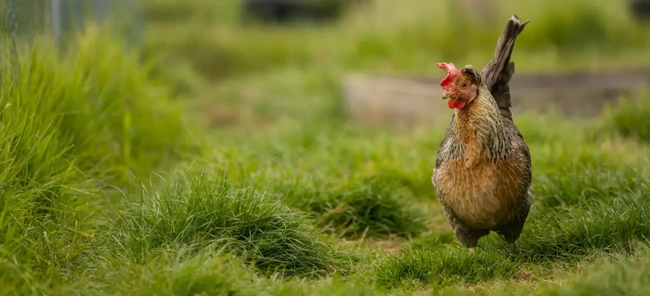 A chicken with a red comb stands in a grassy field with its tail feathers raised.