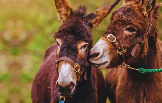 Two domesticated donkeys wearing halters stand close together outdoors in a grassy field.