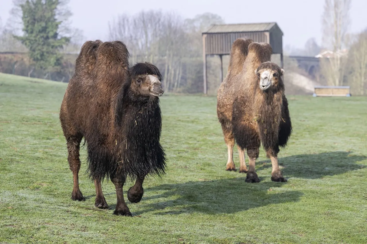 Two camels walking towards the camera across a grassy field with farm buildings and trees in the background.
