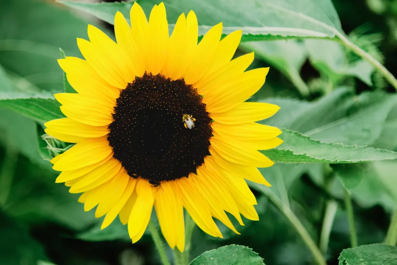 Sunflower with yellow petals and dark brown centre, with a bee visiting the flower and green leaves in background.