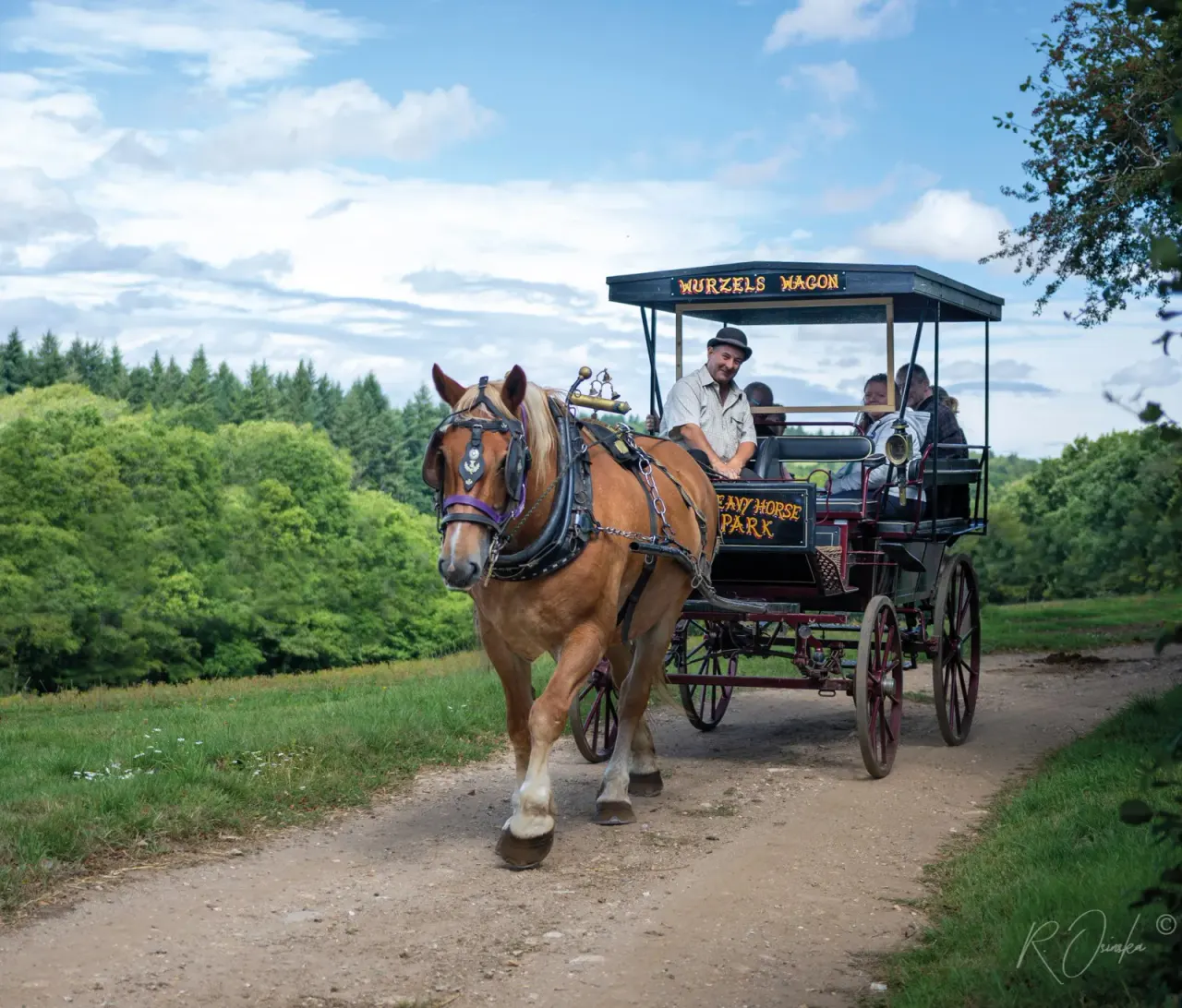 A horse-drawn wagon ride with passengers and a driver in countryside surrounded by trees.