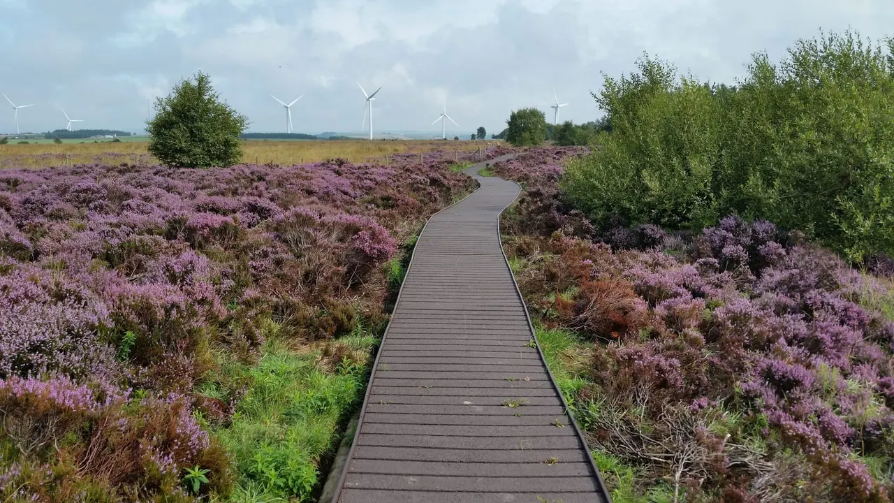 Wooden boardwalk winding through blooming heather moorland with wind turbines visible in the distance.