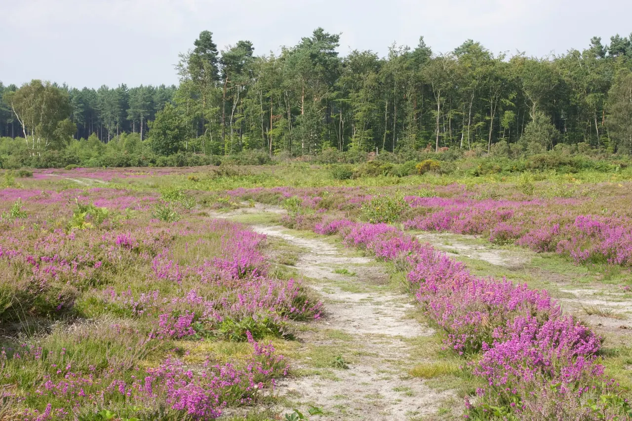 A sandy path winds through blooming purple heather with coniferous woodland beyond.