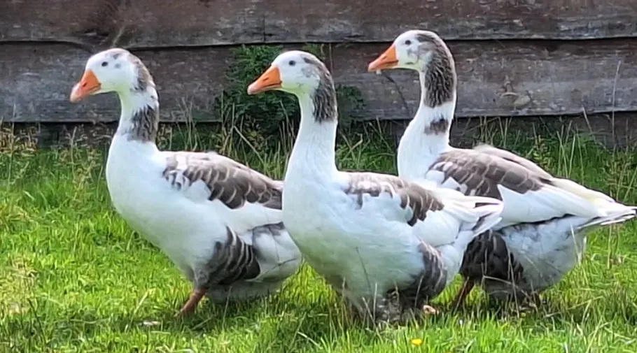 Three geese with white heads and grey wings standing on grass against a wooden fence.