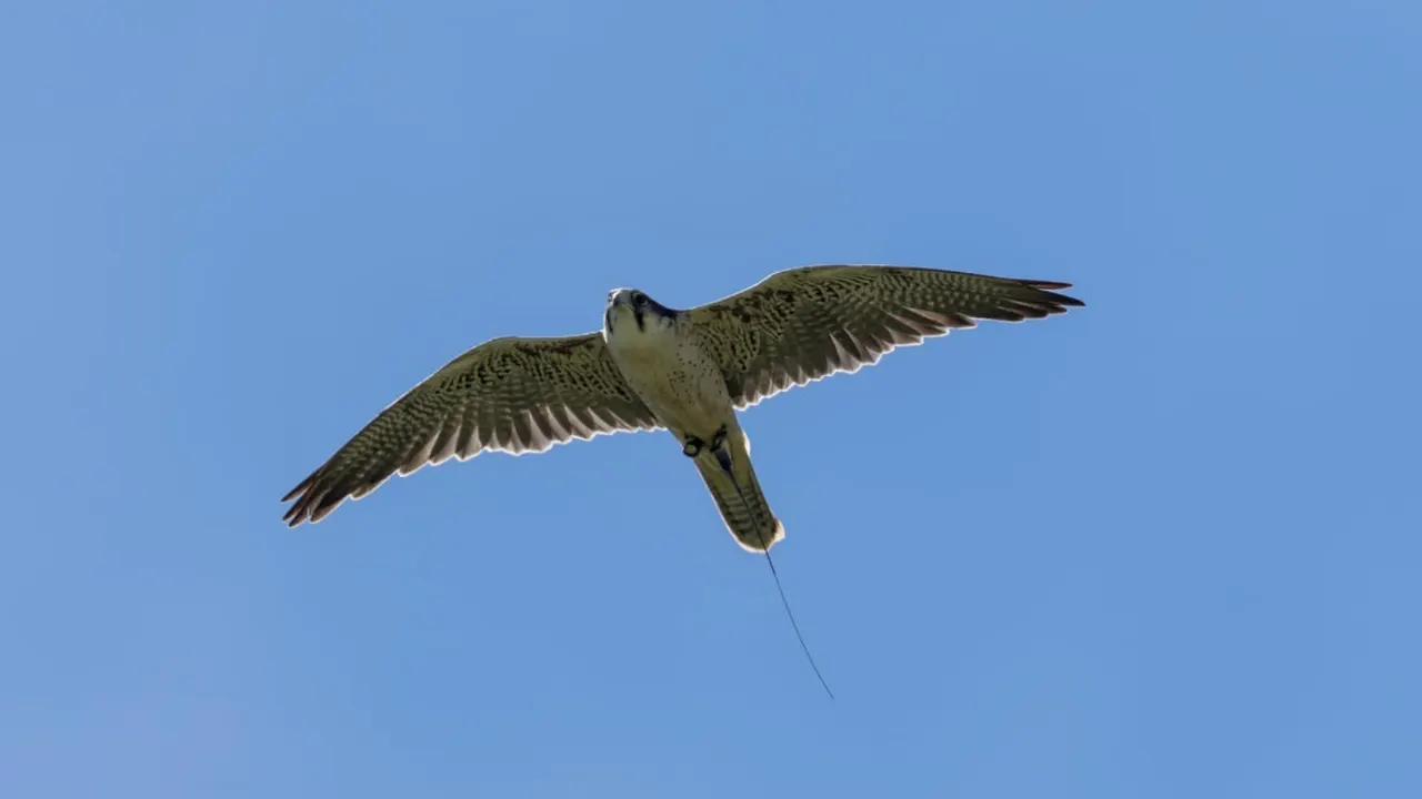A bird of prey in flight against a clear blue sky, wings spread wide.