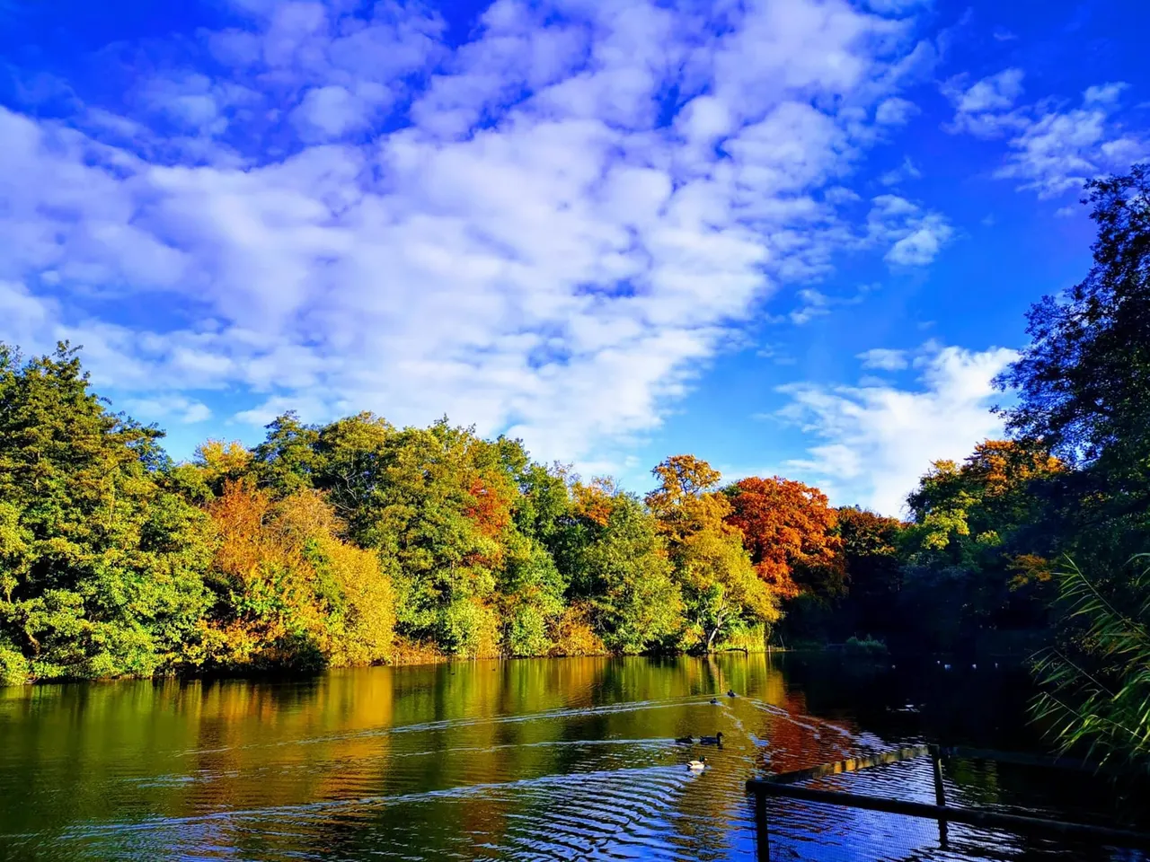 River lined with trees in autumn colours of gold, orange and green under a blue sky with white clouds.