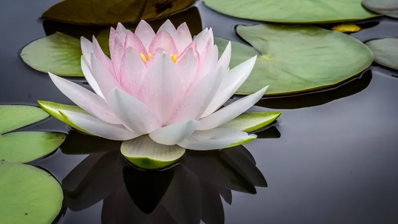 Pink and white water lily in bloom floating among green lily pads on dark water.