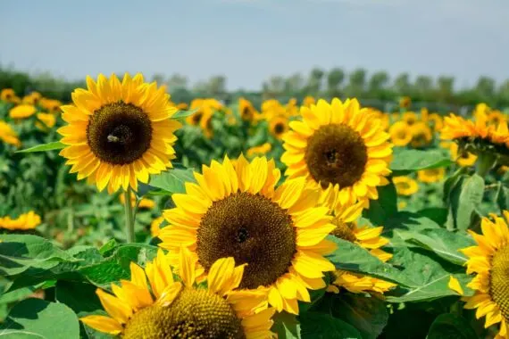 Bright yellow sunflowers with brown centres bloom in a large field under clear sky.