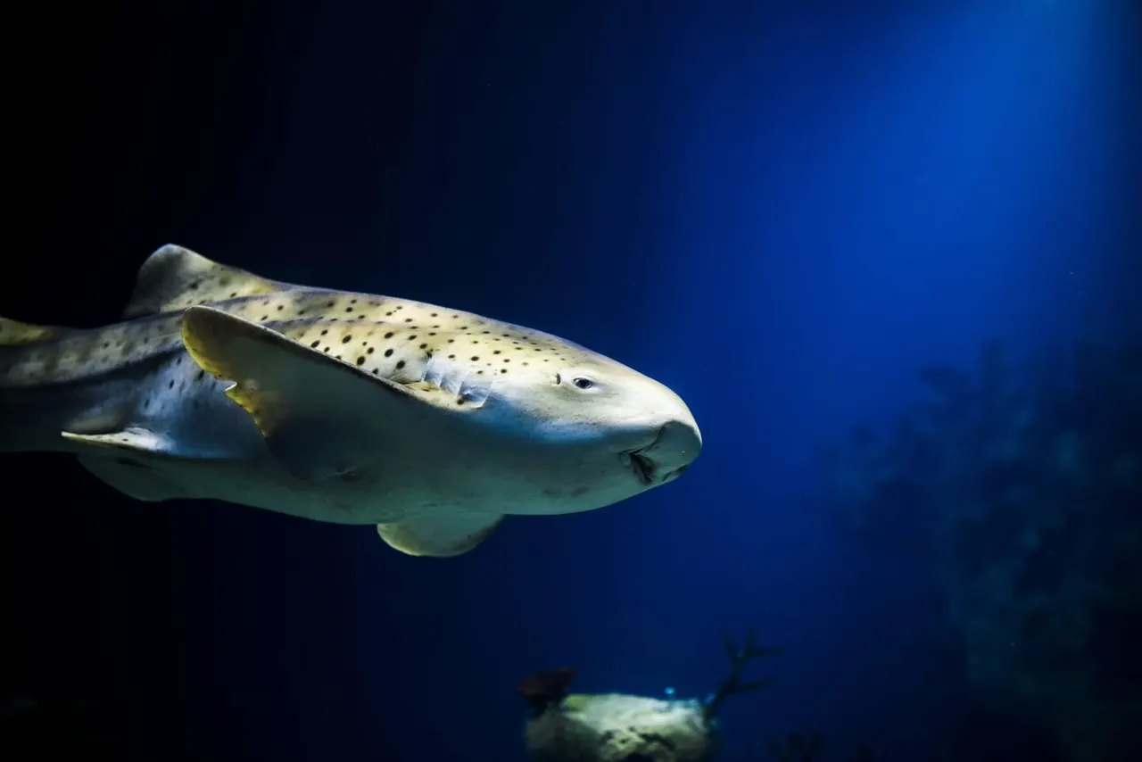 Zebra shark at The Deep